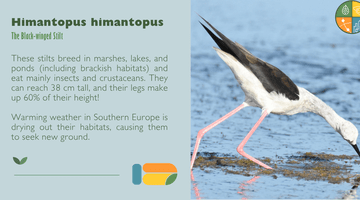 Black Winged Stilt Black Winged Stilt and general information