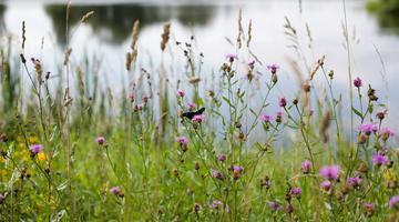 Butterfly and meadow