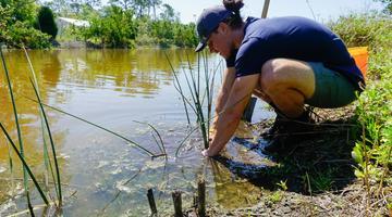 A person kneels along a river and plants grass or sedge.