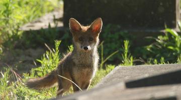 Fox in plants