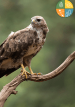 Mannheim Birds Cover page for Mannheim Bird Resource