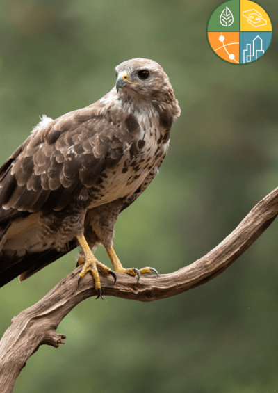 Mannheim Birds Cover page for Mannheim Bird Resource