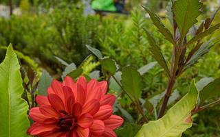 Flowers Flowers