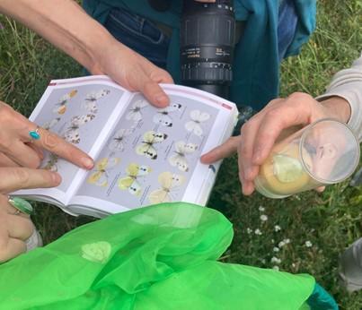 Learning how to identify butterflies during a public urban butterfly walk