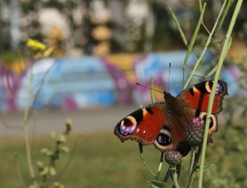 Peacock butterfly (Aglais io) in an urban park, Leipzig, Germany