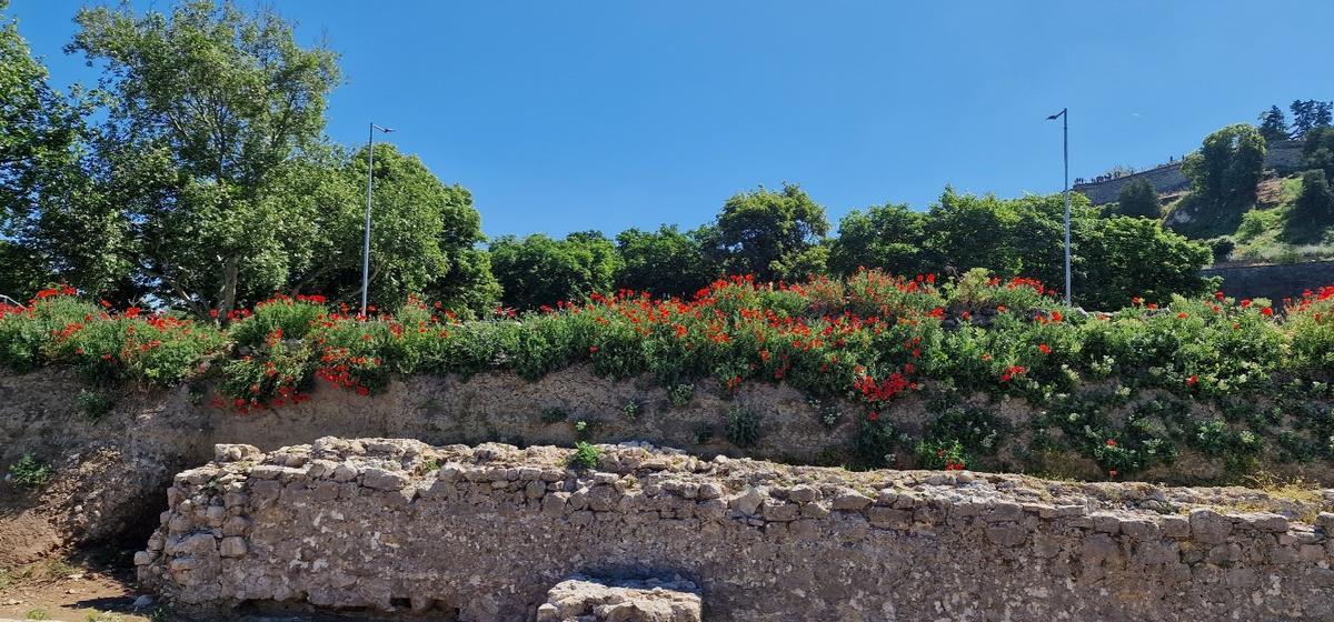 Figure 3. Low intensity management of fortress wall areas has allowed pollinator-rich habitats to develop.