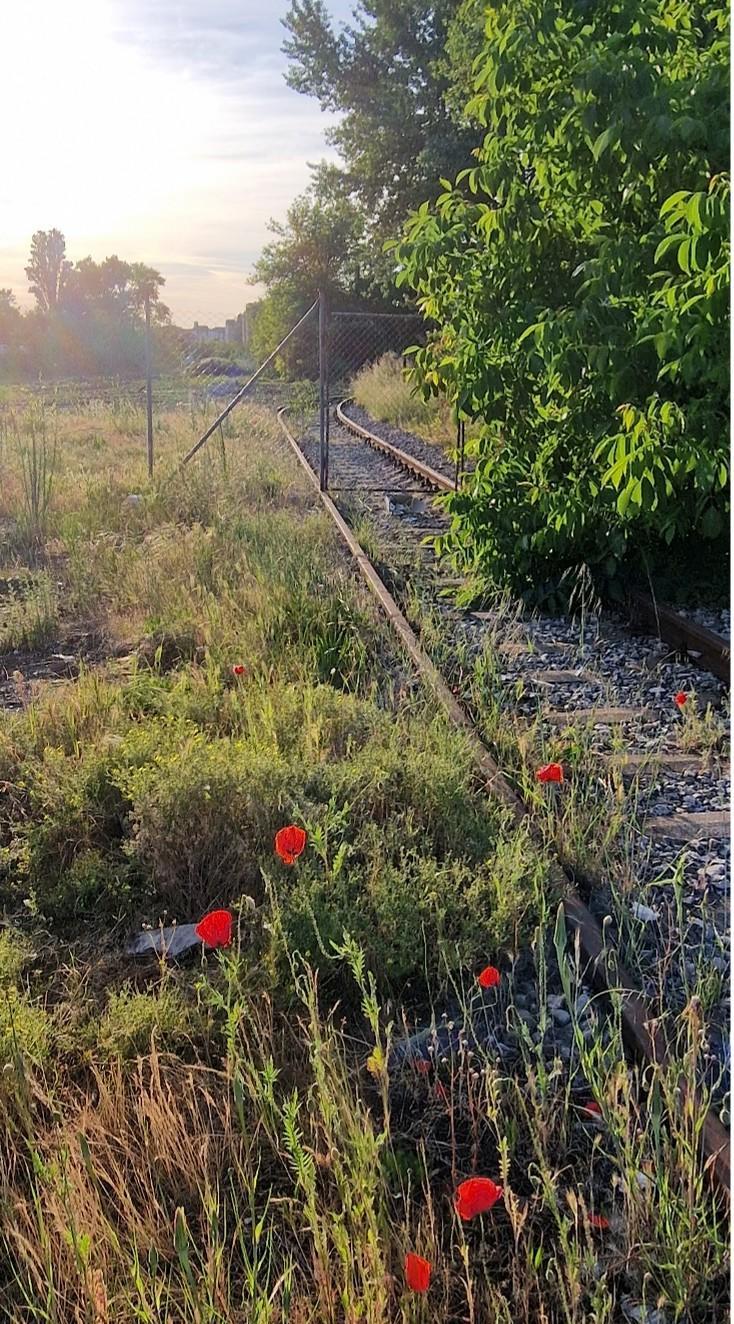Figure 4. Open Mosaic Habitat along the old railway line providing valuable resources for wildlife and habitat connectivity across the city.